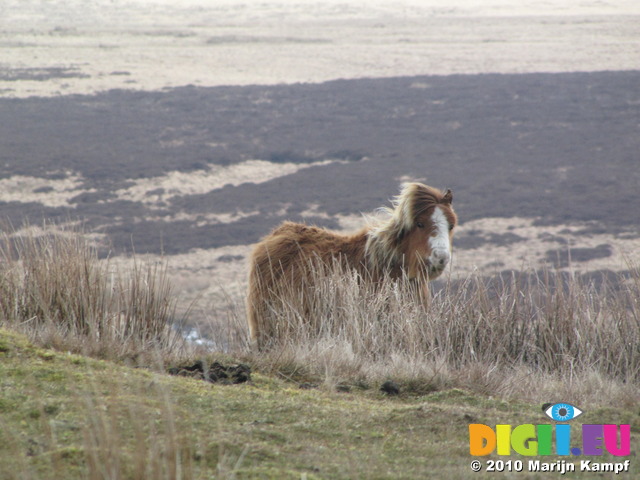SX13306 Wild pony on Twyn Croes Gwallter in Brecon Beacons National Park